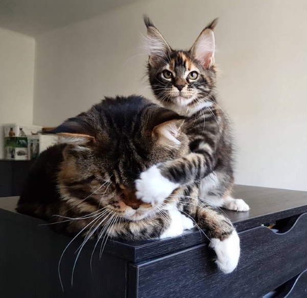 Shangrala's Maine Coon Cats