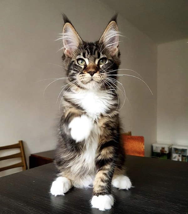 Shangrala's Maine Coon Cats