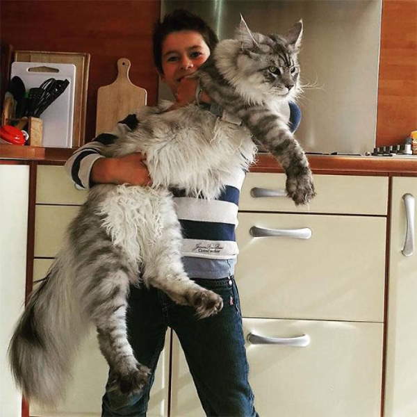 Shangrala's Maine Coon Cats