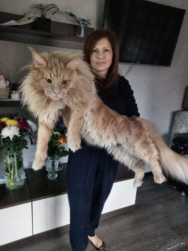 Shangrala's Maine Coon Cats