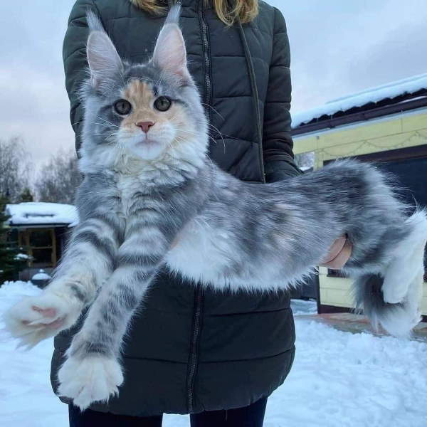 Shangrala's Maine Coon Cats