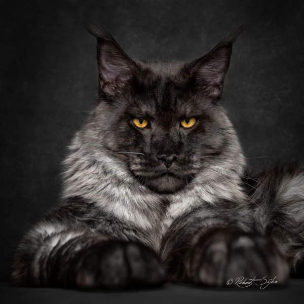 Shangrala's Maine Coon Cats