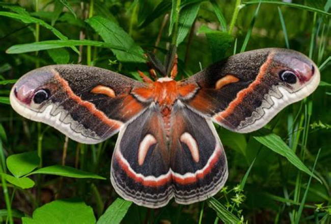 Shangrala's Giant Silk Moths