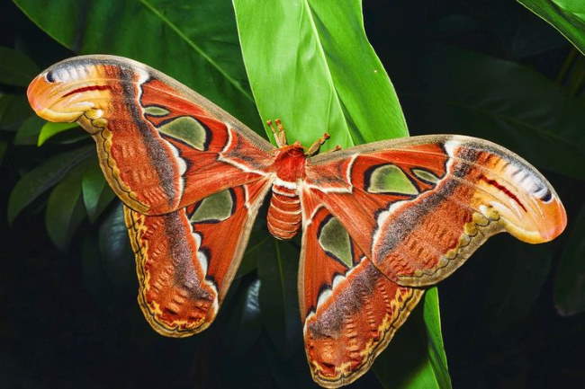 Shangrala's Giant Silk Moths