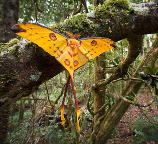 Shangrala's Giant Silk Moths