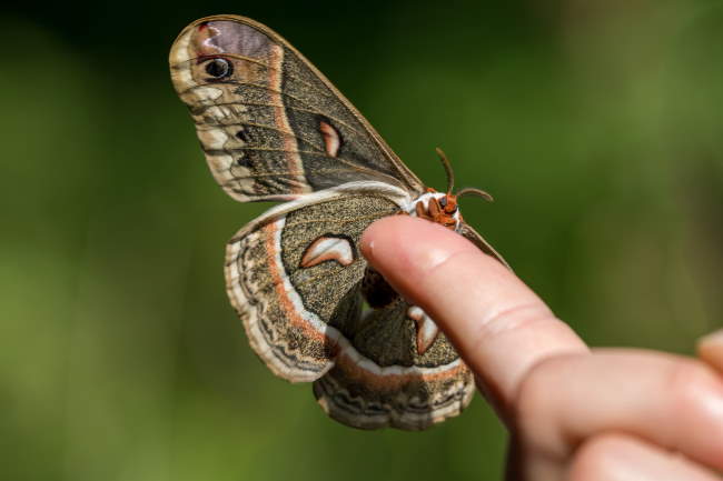 Shangrala's Giant Silk Moths