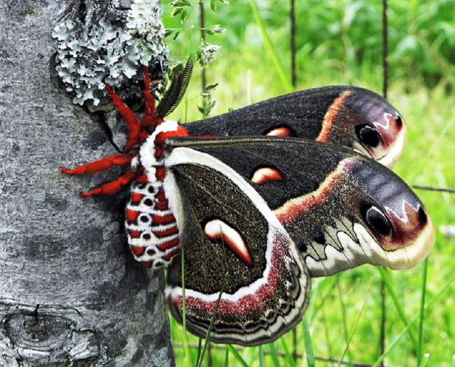 Shangrala's Giant Silk Moths