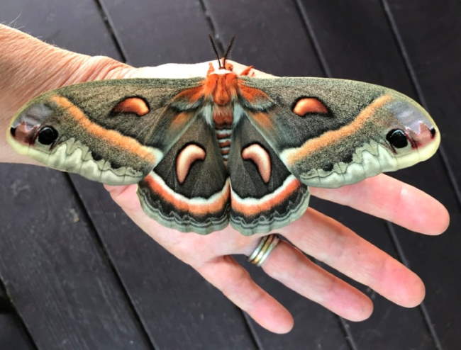 Shangrala's Giant Silk Moths