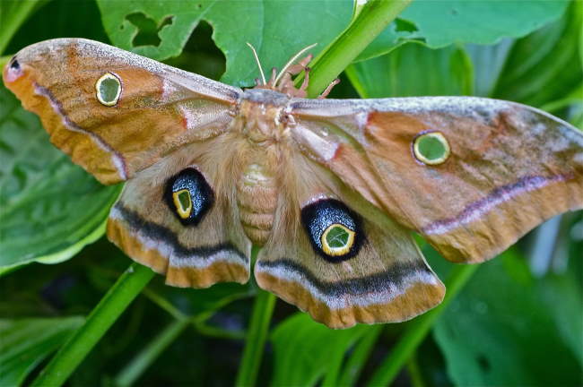 Shangrala's Giant Silk Moths