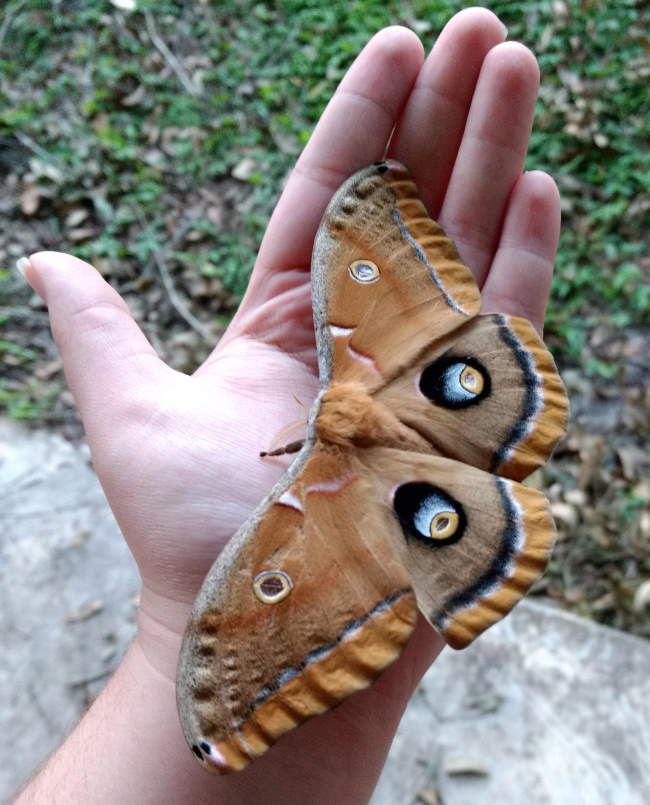 Shangrala's Giant Silk Moths