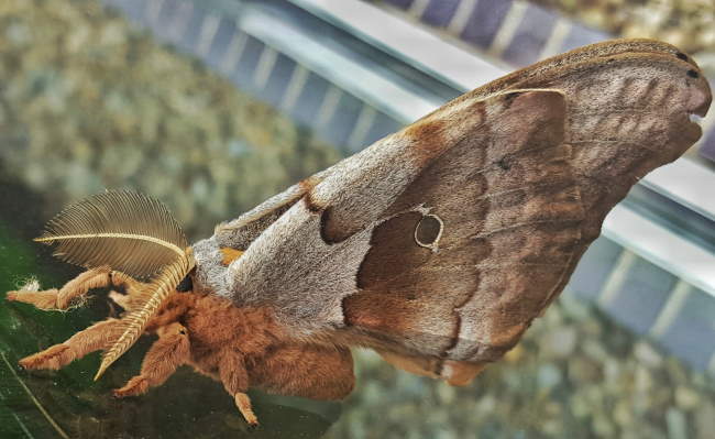 Shangrala's Giant Silk Moths