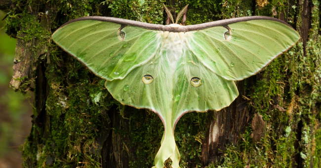 Shangrala's Giant Silk Moths