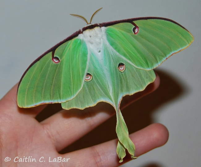 Shangrala's Giant Silk Moths