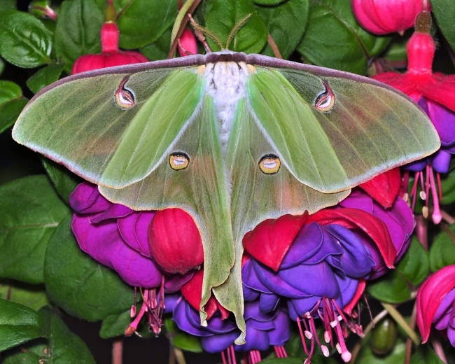 Shangrala's Giant Silk Moths