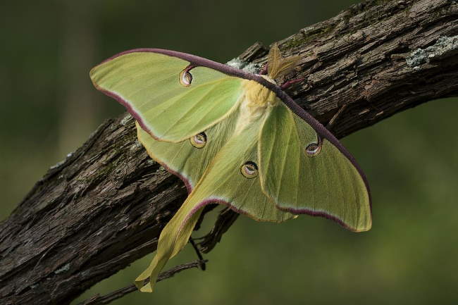 Shangrala's Giant Silk Moths