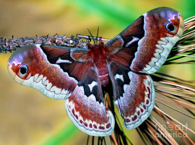 Shangrala's Giant Silk Moths