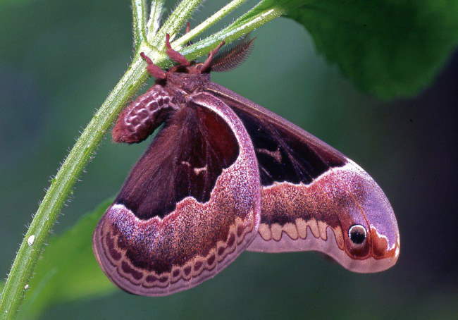 Shangrala's Giant Silk Moths