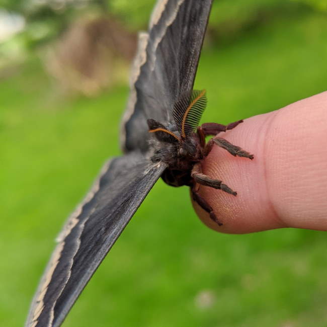 Shangrala's Giant Silk Moths