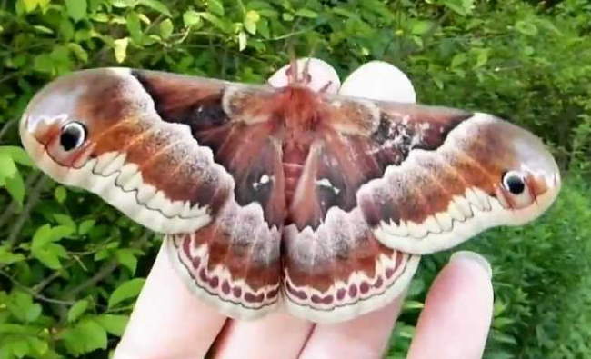 Shangrala's Giant Silk Moths