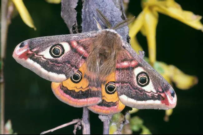 Shangrala's Giant Silk Moths