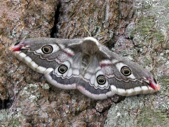 Shangrala's Giant Silk Moths