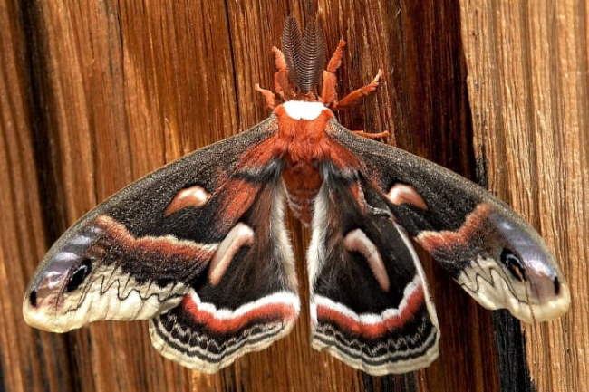 Shangrala's Giant Silk Moths