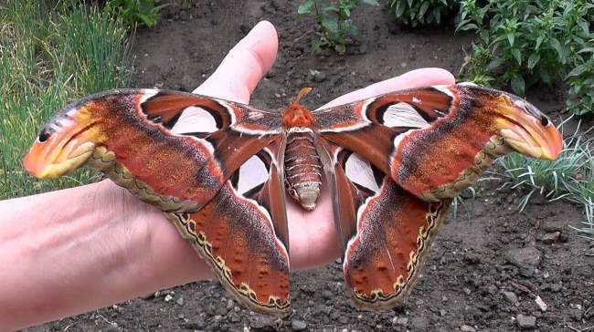 Shangrala's Giant Silk Moths