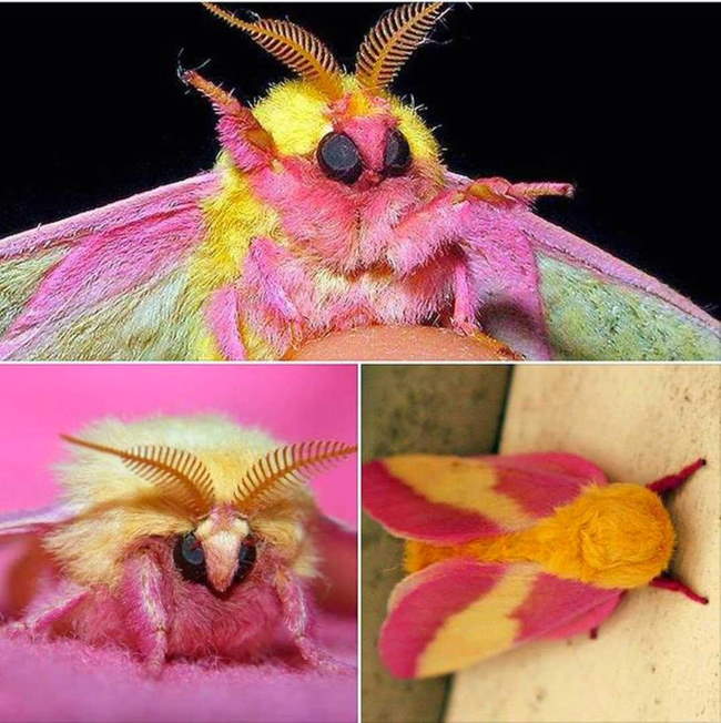 Shangrala's Giant Silk Moths