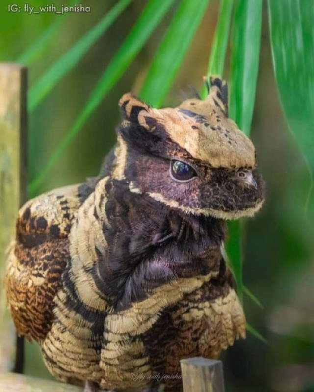 Shangrala's Great Eared Nightjar