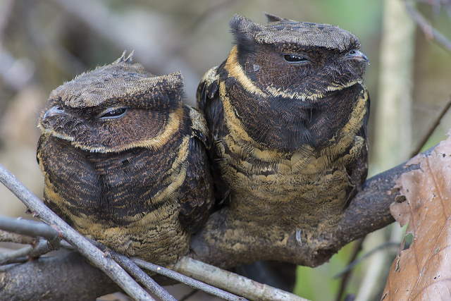 Shangrala's Great Eared Nightjar