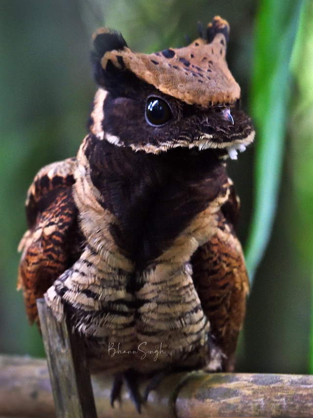 Shangrala's Great Eared Nightjar