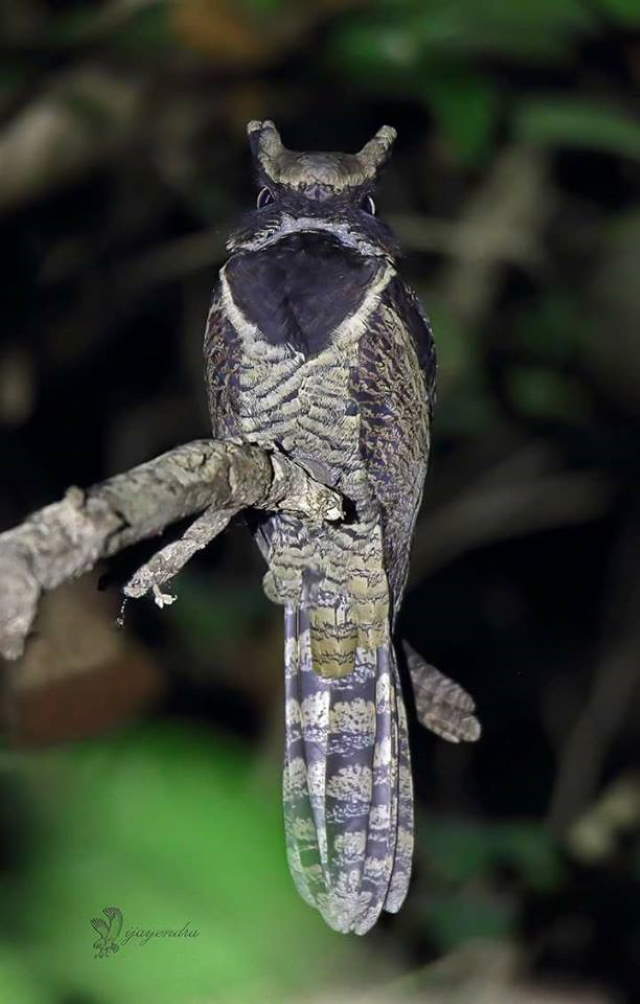 Shangrala's Great Eared Nightjar