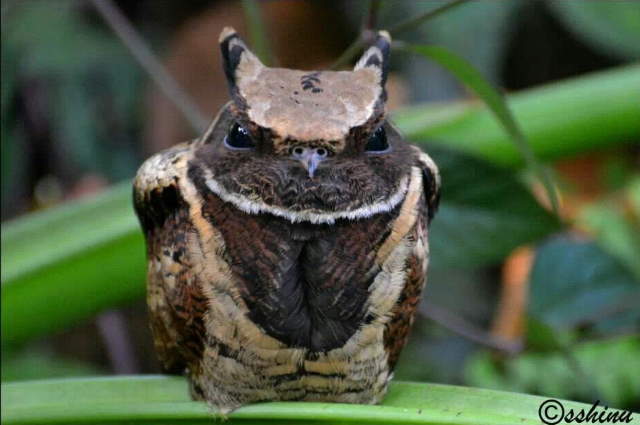 Shangrala's Great Eared Nightjar