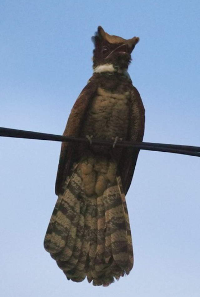 Shangrala's Great Eared Nightjar