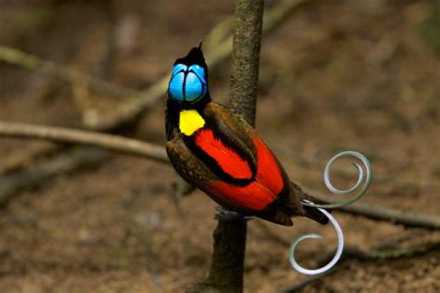 Shangrala's Wilson's Bird of Paradise