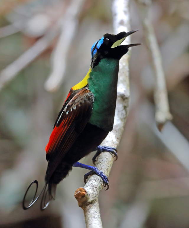 Shangrala's Wilson's Bird of Paradise