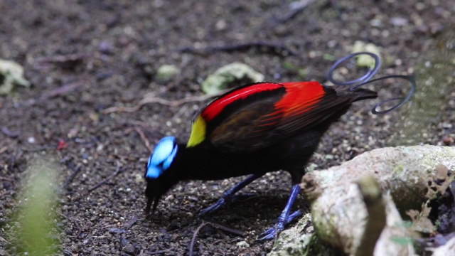 Shangrala's Wilson's Bird of Paradise