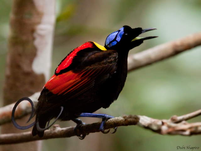 Shangrala's Wilson's Bird of Paradise