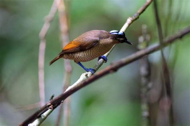 Shangrala's Wilson's Bird of Paradise