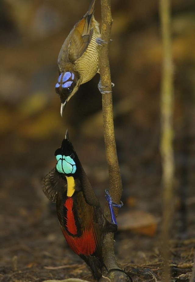 Shangrala's Wilson's Bird of Paradise