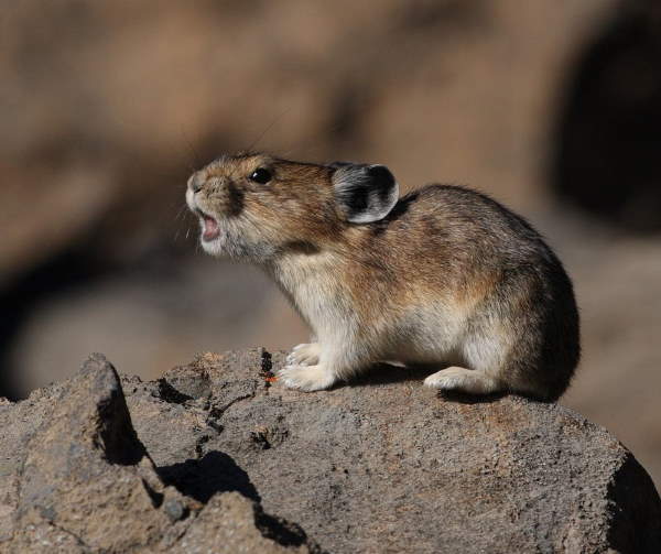 Shangrala's Cute Little Pikas