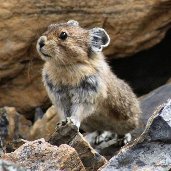 Shangrala's Cute Little Pikas