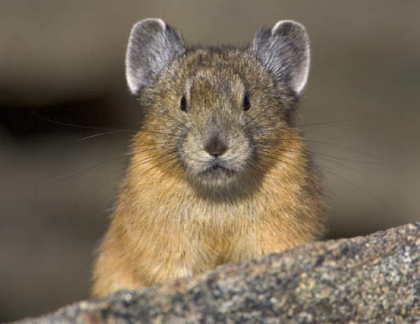 Shangrala's Cute Little Pikas