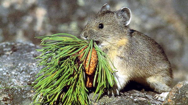 Shangrala's Cute Little Pikas