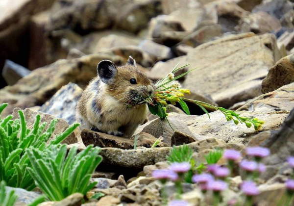 Shangrala's Cute Little Pikas