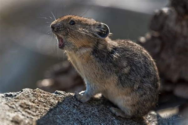 Shangrala's Cute Little Pikas