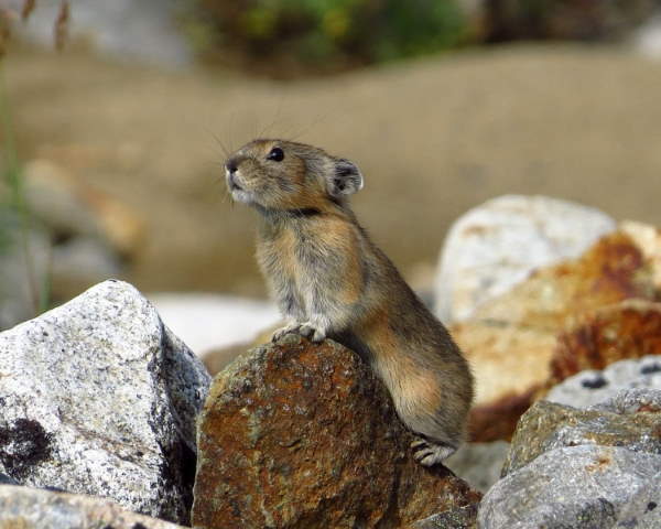 Shangrala's Cute Little Pikas