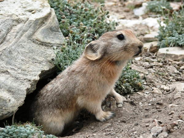 Shangrala's Cute Little Pikas