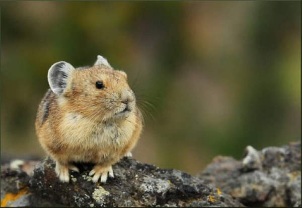 Shangrala's Cute Little Pikas