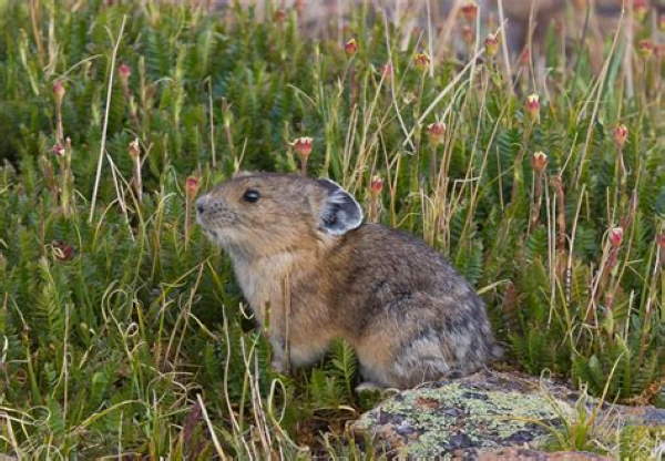 Shangrala's Cute Little Pikas